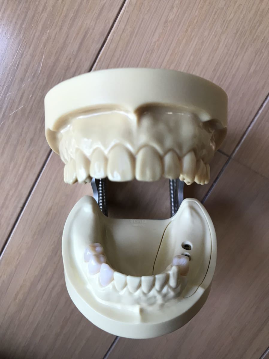 ニッシン 歯科模型 インプラント実習用顎模型 P9FE-FP.15 実習用顎模型