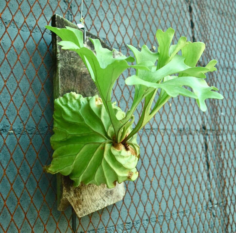 P Ridleyi Aon Wide Formlido Ray Staghorn Fern Platycerium Real Yahoo Auction Salling