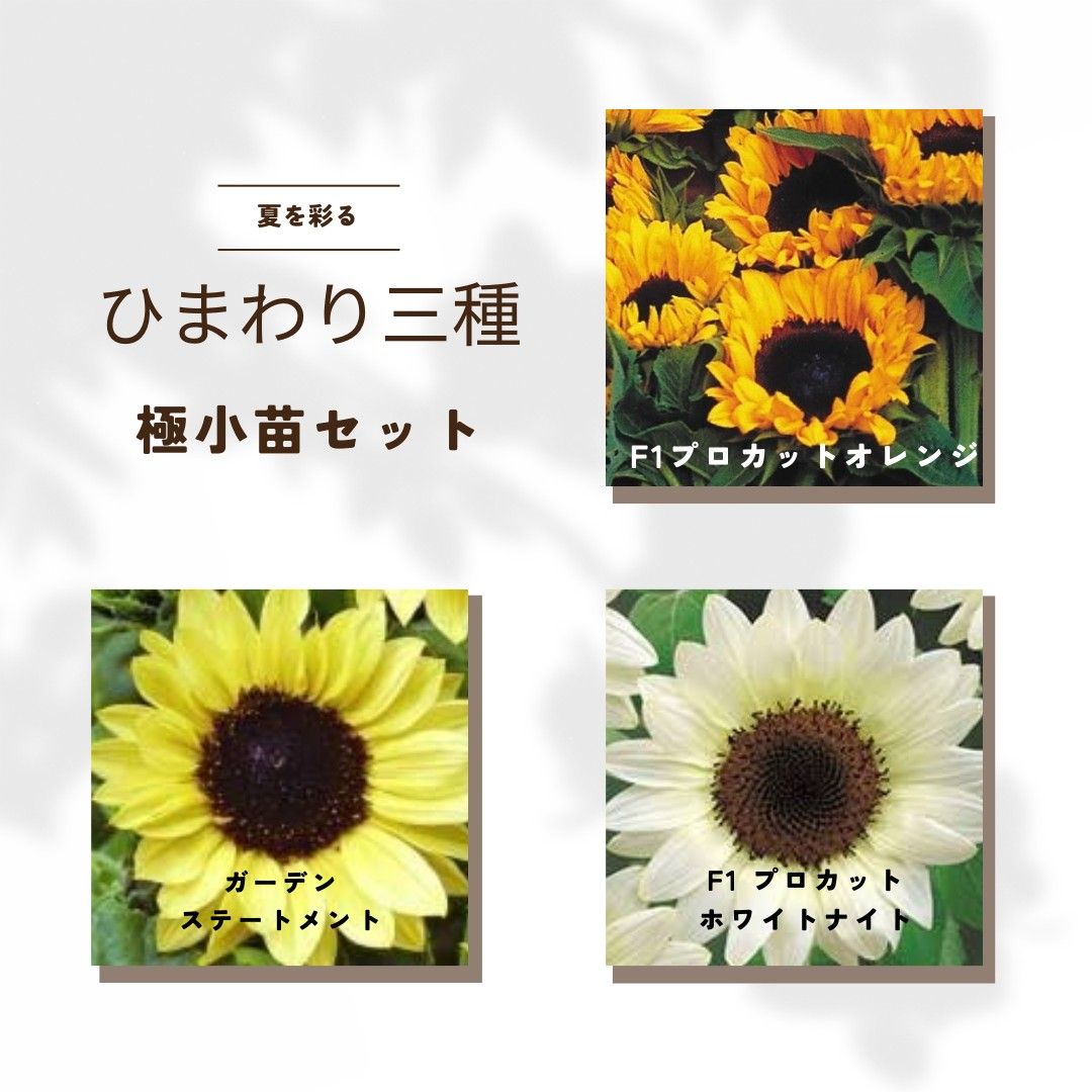 ひまわり三種 極小苗セット | www.fraynacho.com