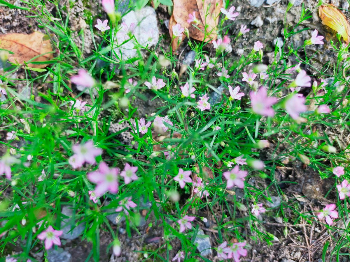 ミニのかすみ草 苗 7本