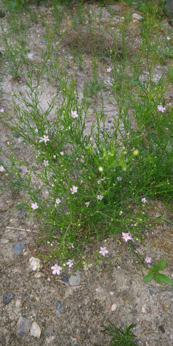 ミニの かすみ草 5苗