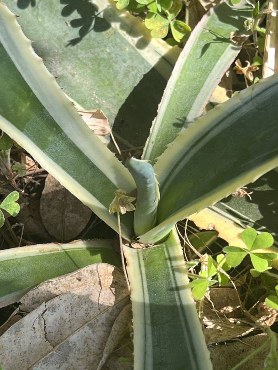 アガベアメリカーナ 外斑 多肉植物 Agave americana 第四種郵便発送の画像4