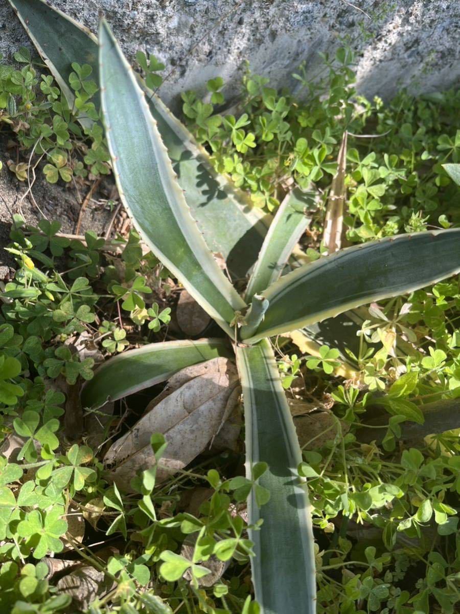 アガベアメリカーナ 外斑 多肉植物 Agave americana 第四種郵便発送の画像5