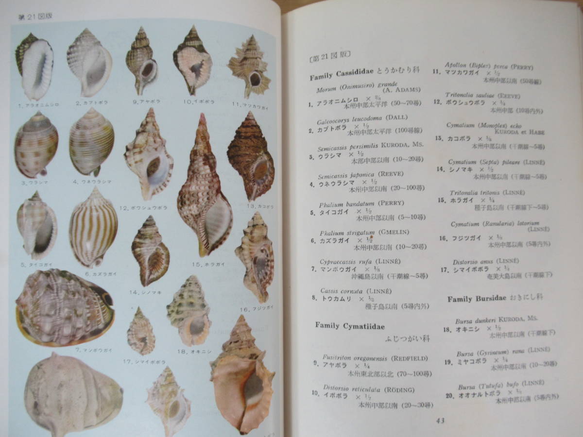 r51▽原色日本図鑑5冊セット 貝類図鑑 鳥類図鑑 鉱石図鑑 昆虫図鑑 蝶類図鑑 レトロ図鑑 昭和レトロ 昭和30年代 鉱物 保育社 230503の画像8