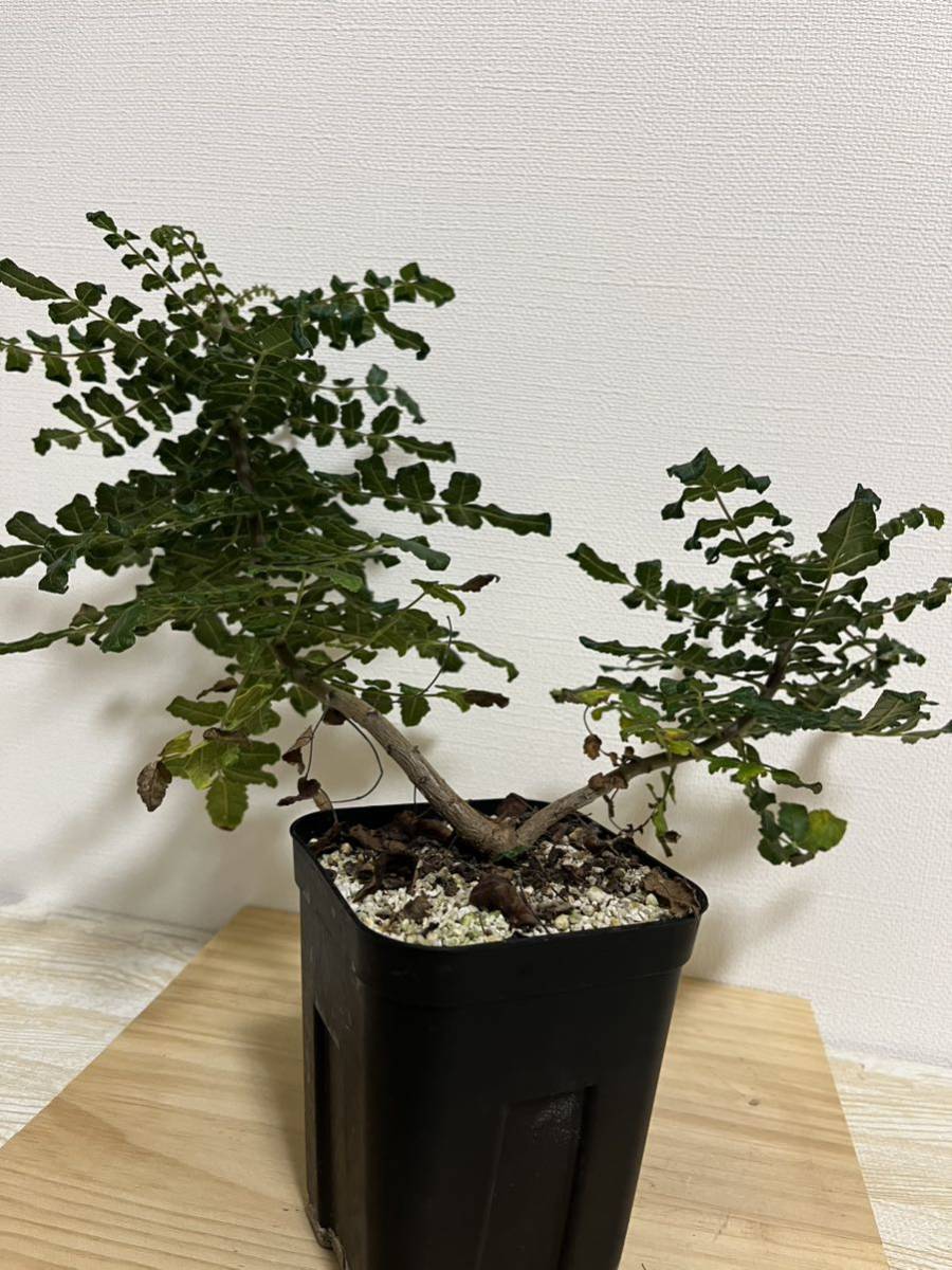 ボスウェリア サクラ 実生 - 観葉植物