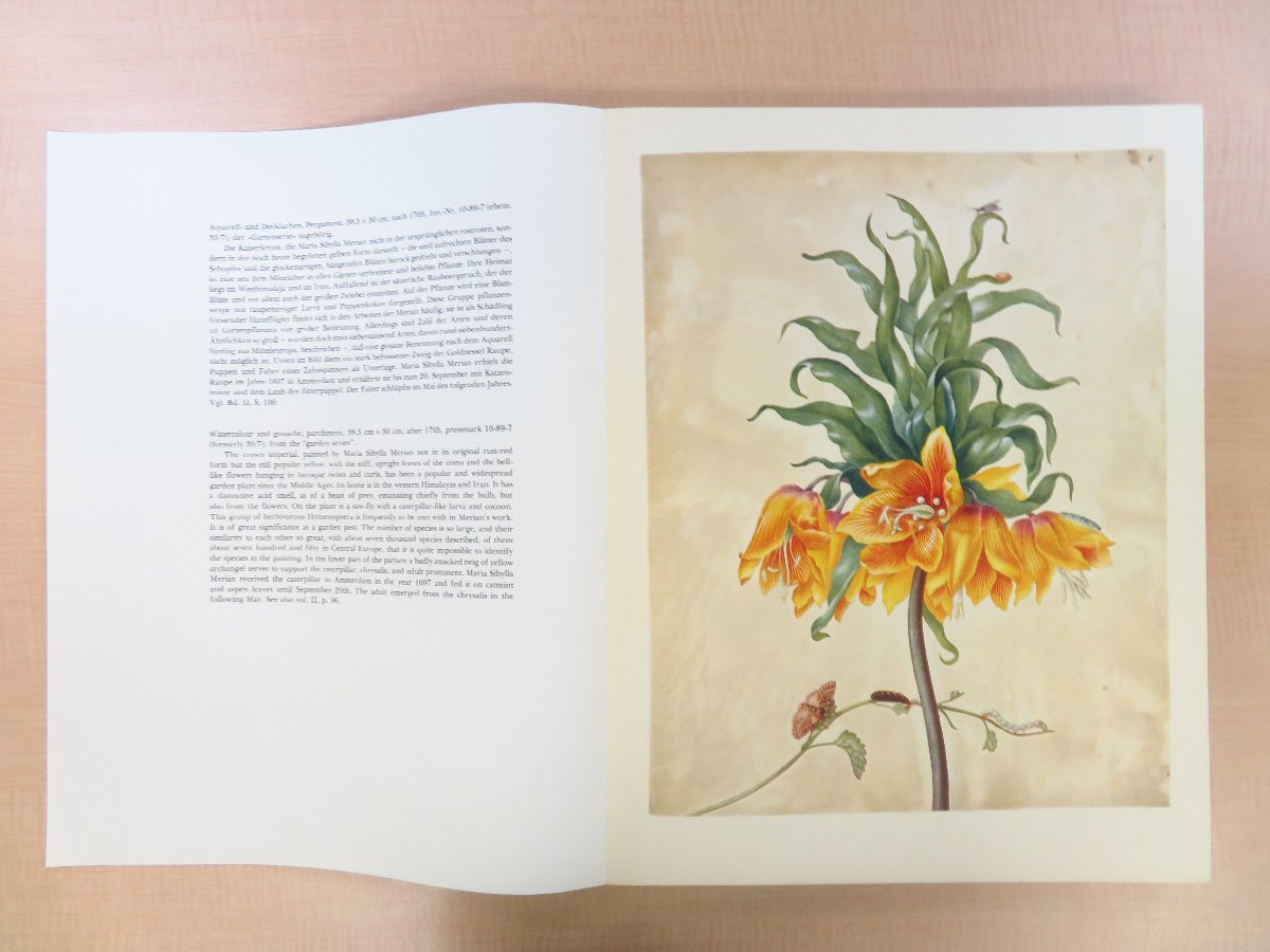 マリア・ジビーラ・メーリアン博物画譜 Maria Sibylla Merian『Leningrader Aquarelle』(全2冊揃) 昆虫画・植物画50点 ファクシミリ復刻版_画像9