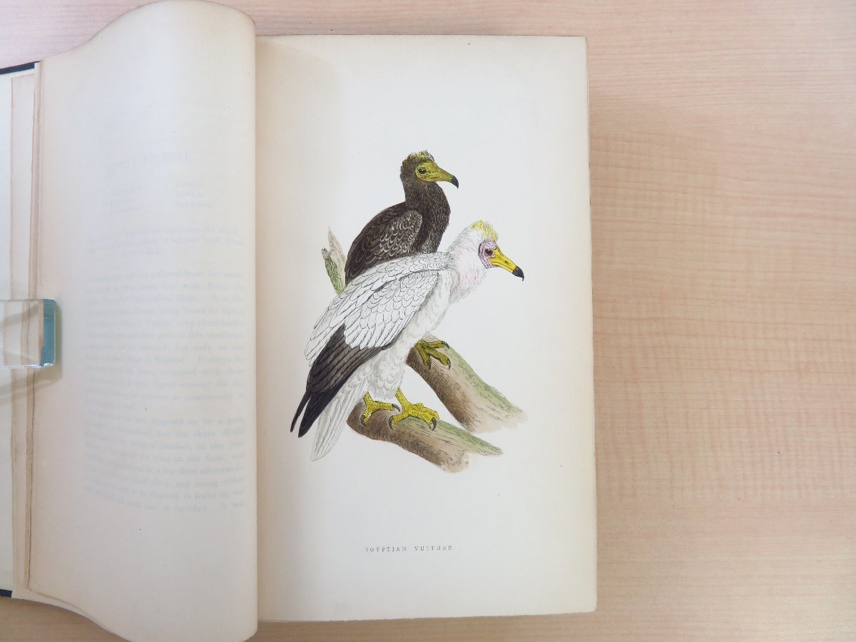 フランシス・オーペン・モリス Morris『A history of British birds』(全6冊揃)1868年ロンドン刊 手彩色画358枚 鳥類画譜 鳥類図鑑_画像4