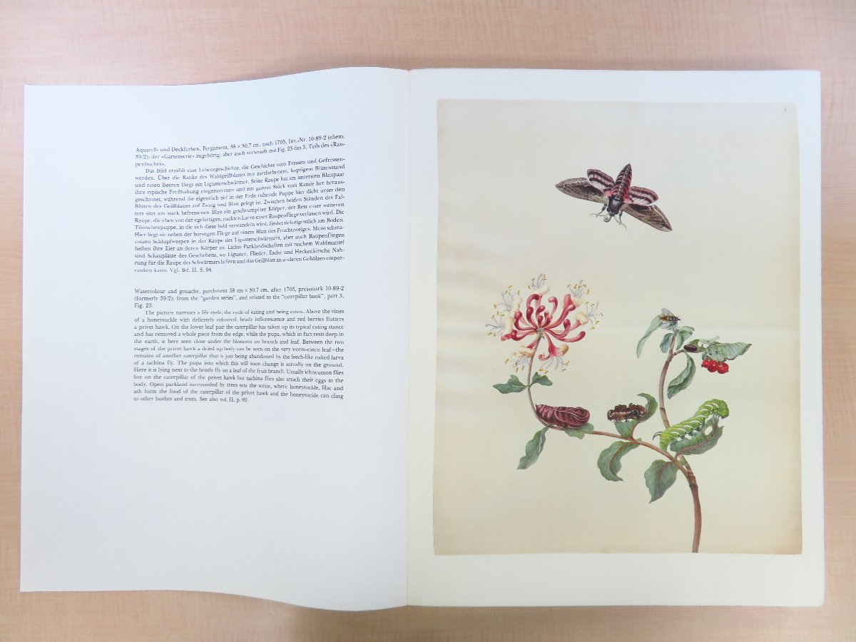 マリア・ジビーラ・メーリアン博物画譜 Maria Sibylla Merian『Leningrader Aquarelle』(全2冊揃) 昆虫画・植物画50点 ファクシミリ復刻版_画像6