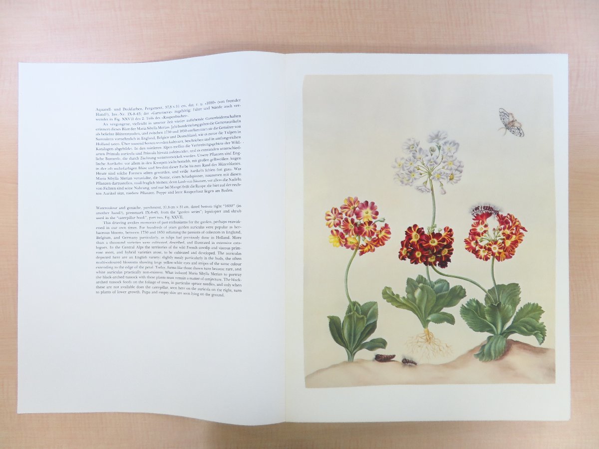 マリア・ジビーラ・メーリアン博物画譜 Maria Sibylla Merian『Leningrader Aquarelle』(全2冊揃) 昆虫画・植物画50点 ファクシミリ復刻版_画像8