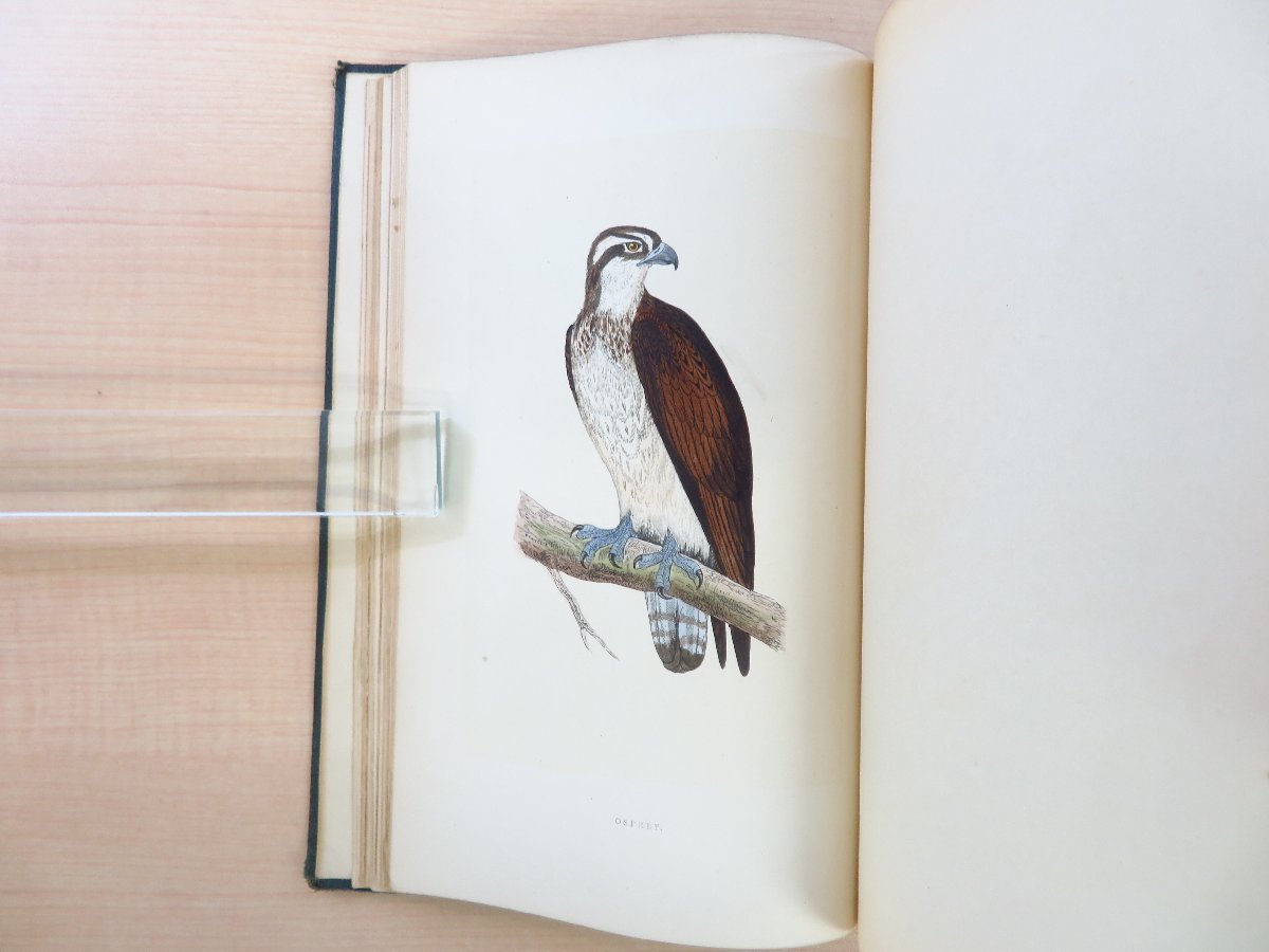 フランシス・オーペン・モリス Morris『A history of British birds』(全6冊揃)1868年ロンドン刊 手彩色画358枚 鳥類画譜 鳥類図鑑_画像7