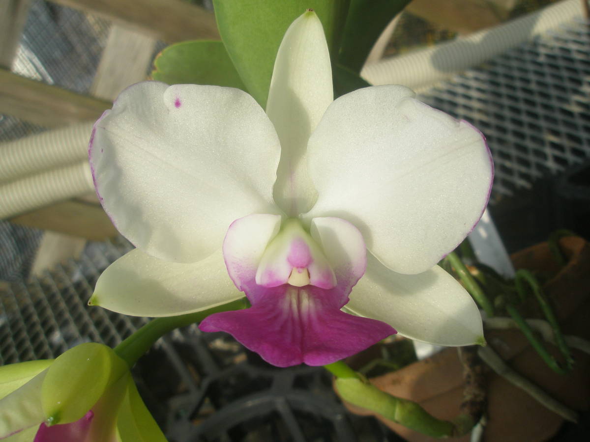 Yahoo!オークション - 洋蘭原種 C.Walkeriana fma semi-alba Yahoo!オークション - 洋蘭原種 C.Walkeriana fma semi-alba