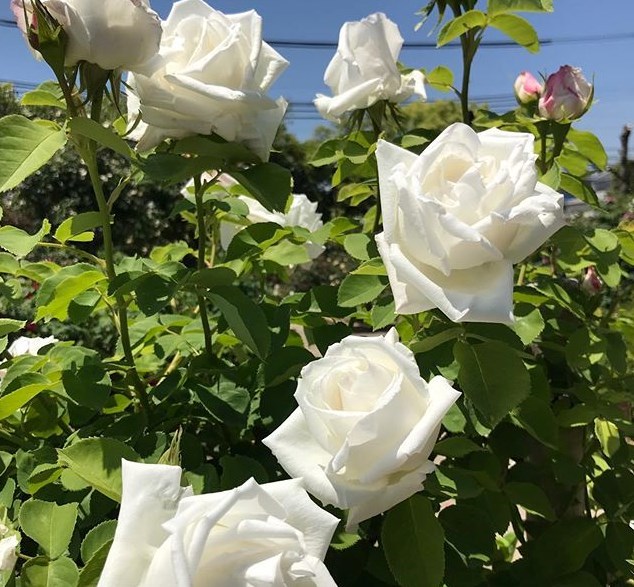 フラウ カール ドルシュキー　5　白バラの名花　つる　返り咲き　大輪　取り置き対応_画像1
