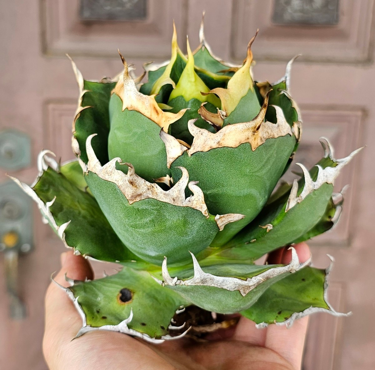 雪峰 チタノタ 検(agave FO 076 チタノータ アガベ 白鯨 ホリダ