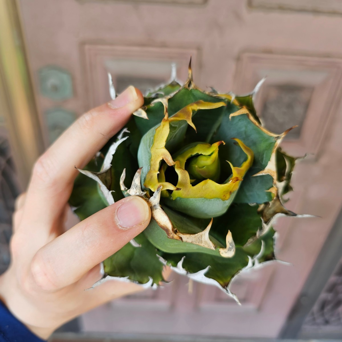 達磨 鬼爪 雪峰 チタノタ 検(agave FO 076 チタノータ アガベ 達磨 鬼爪 雪峰 チタノタ 検(agave FO 076 チタノータ アガベ