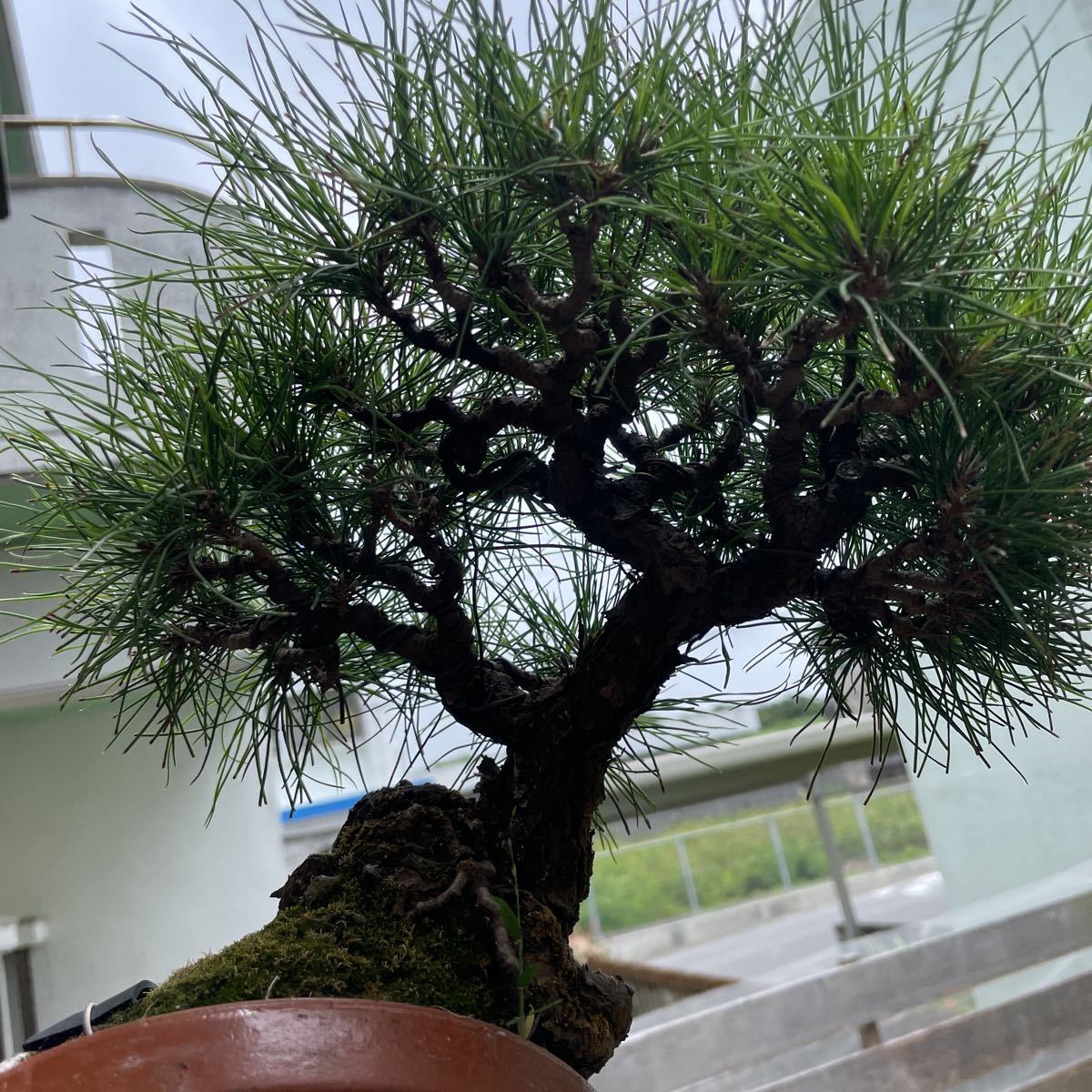 . lamp pine bonsai 