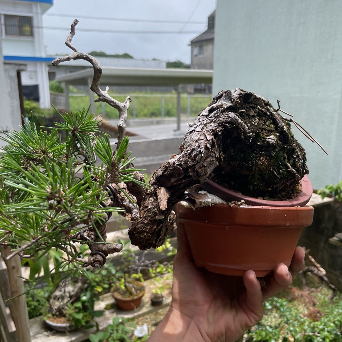  Japanese black pin bonsai 