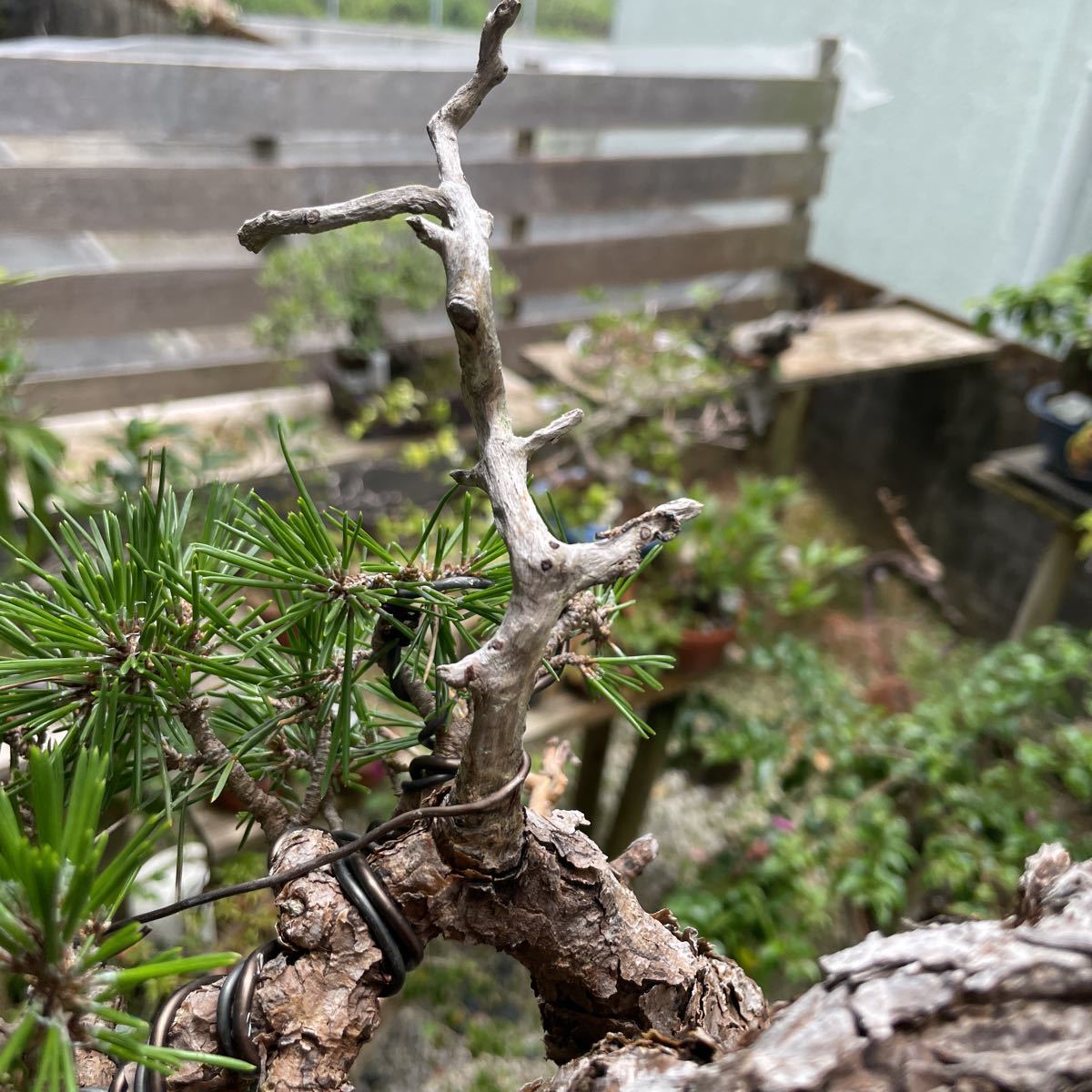  Japanese black pin bonsai 