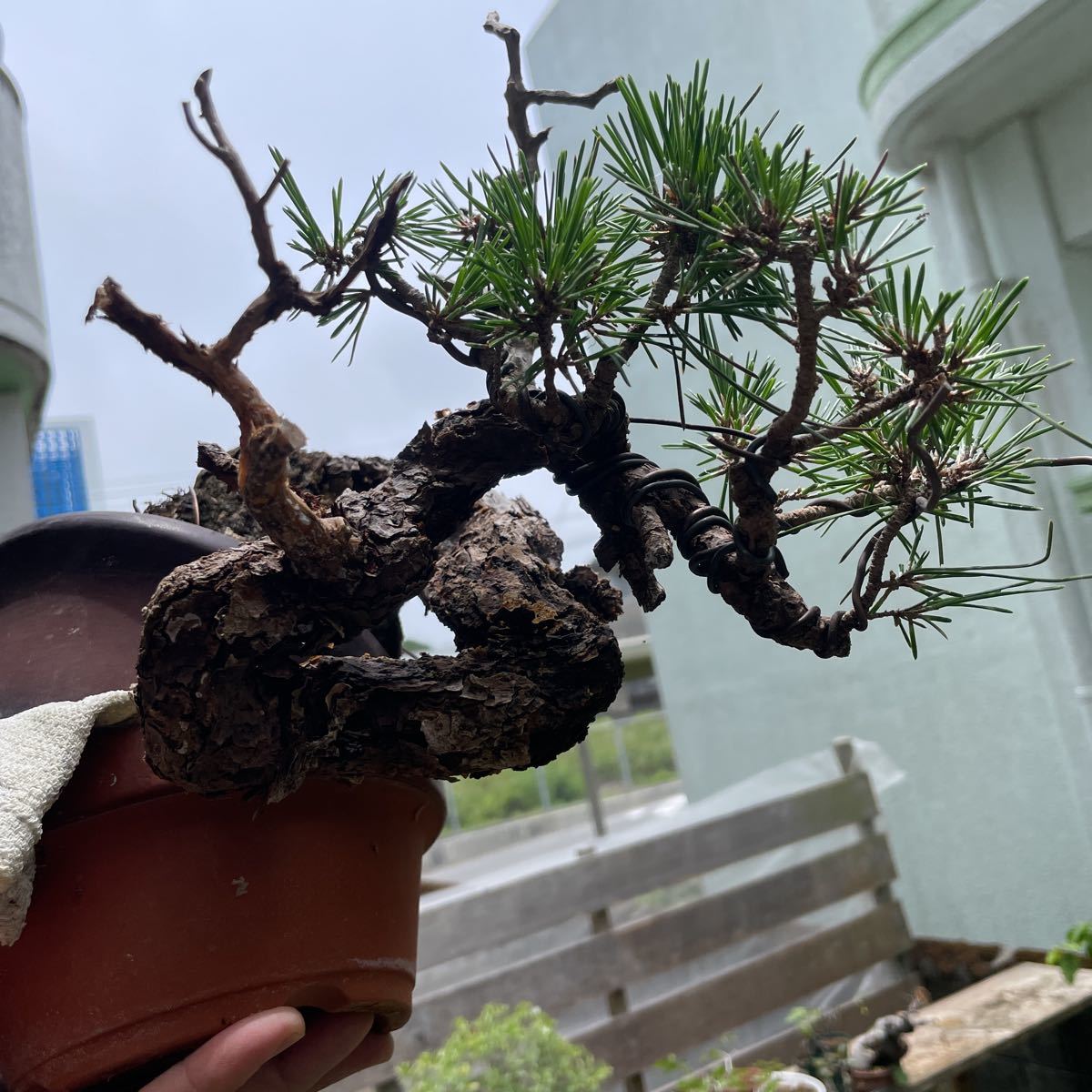  Japanese black pin bonsai 