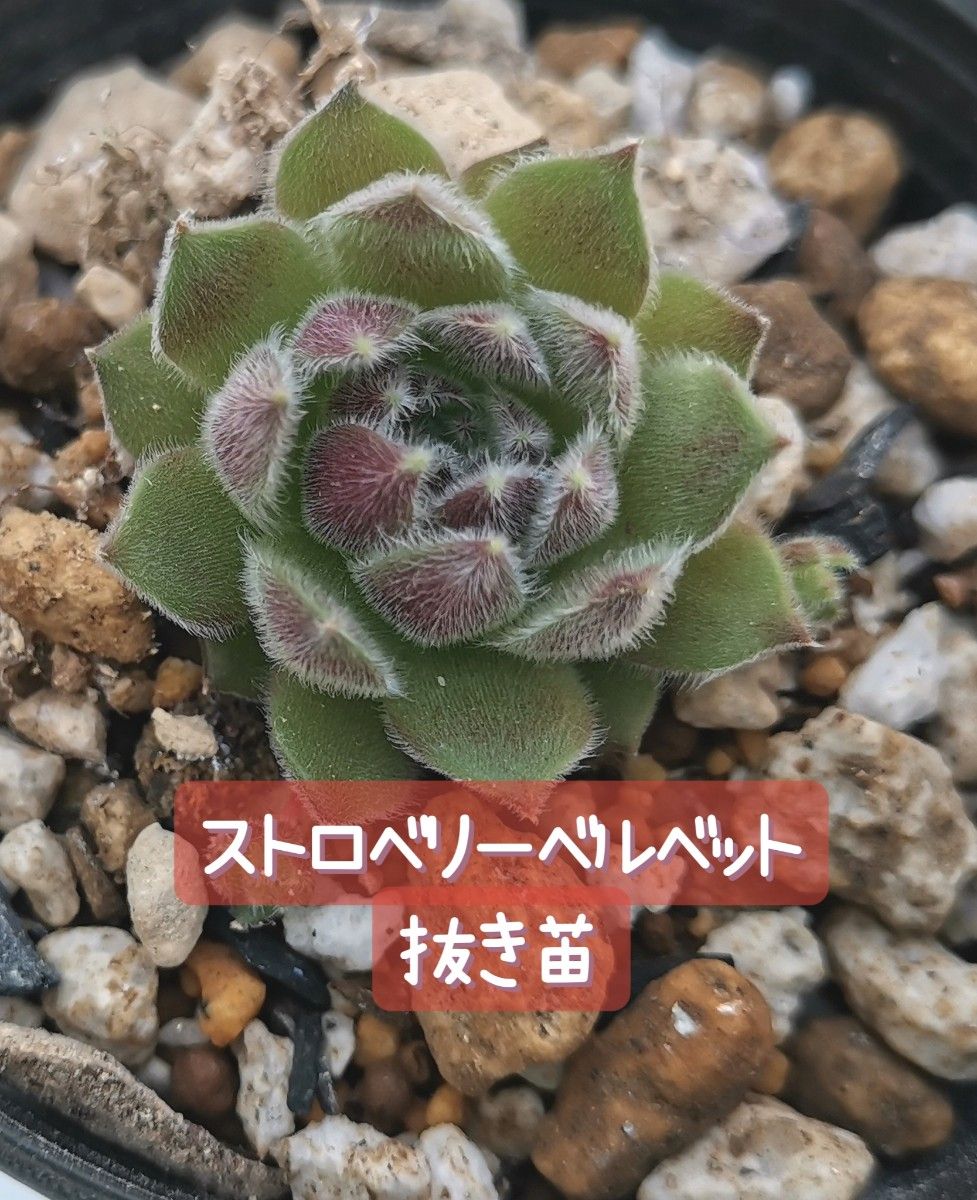 センペルビウム ストロベリーベルベット 抜き苗 | www.fraynacho.com