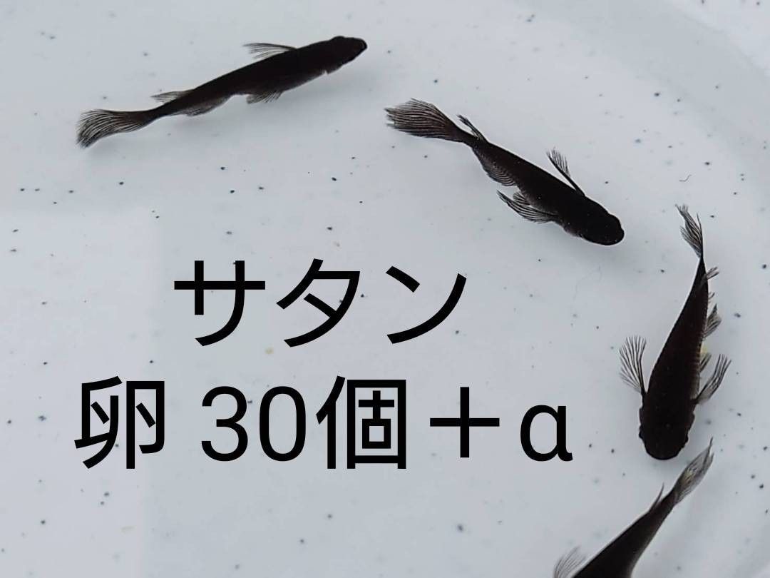 サタンメダカ 卵30個プラスα