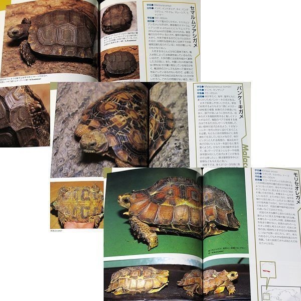 likgame large various subjects l illustrated reference book & breeding guide Bill ma ho sigamehe Le Mans likgame pancake game kind .. person cage setting breeding sick . turtle s