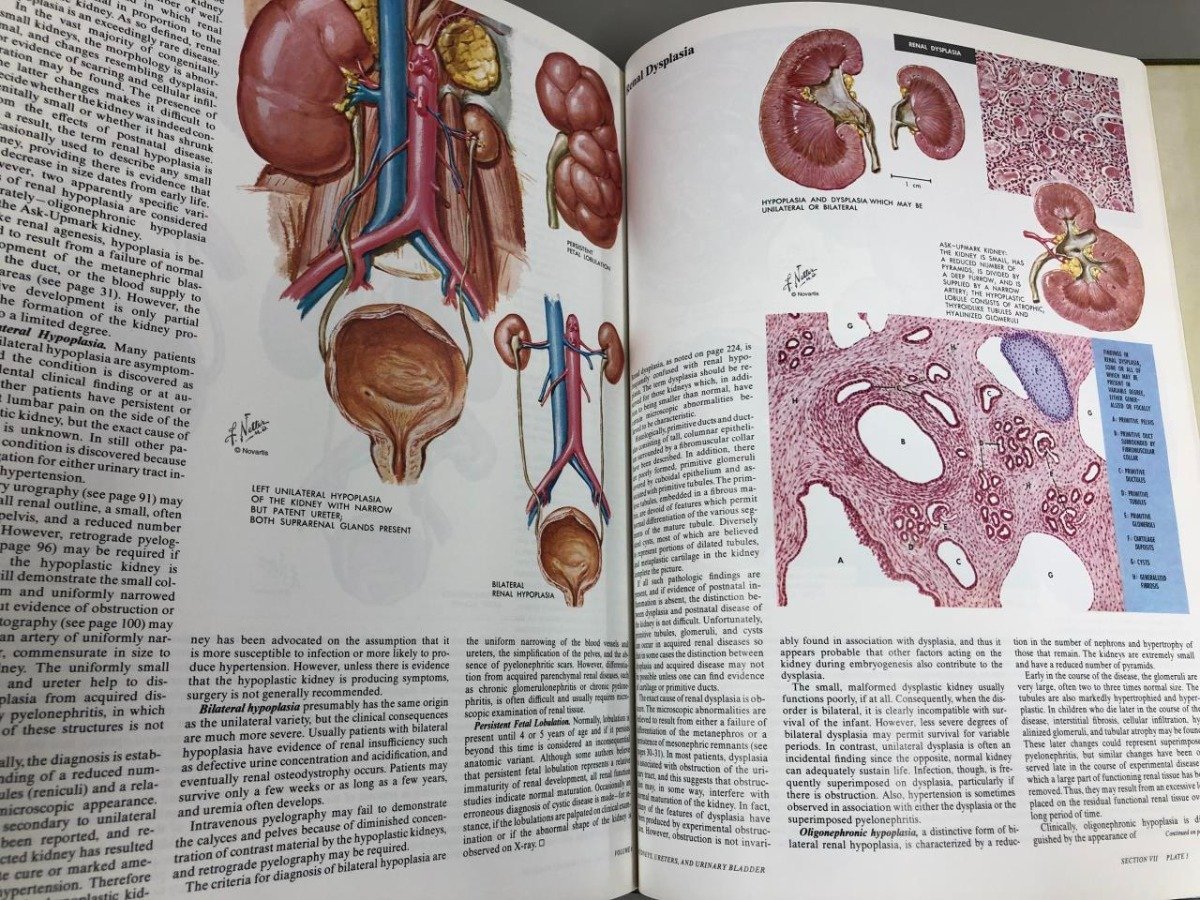 ▼　【計3冊 洋書 The Netter Collection of Medical Illustrations Vol.3part1・6・8part3 Fran…】136-02305_画像6