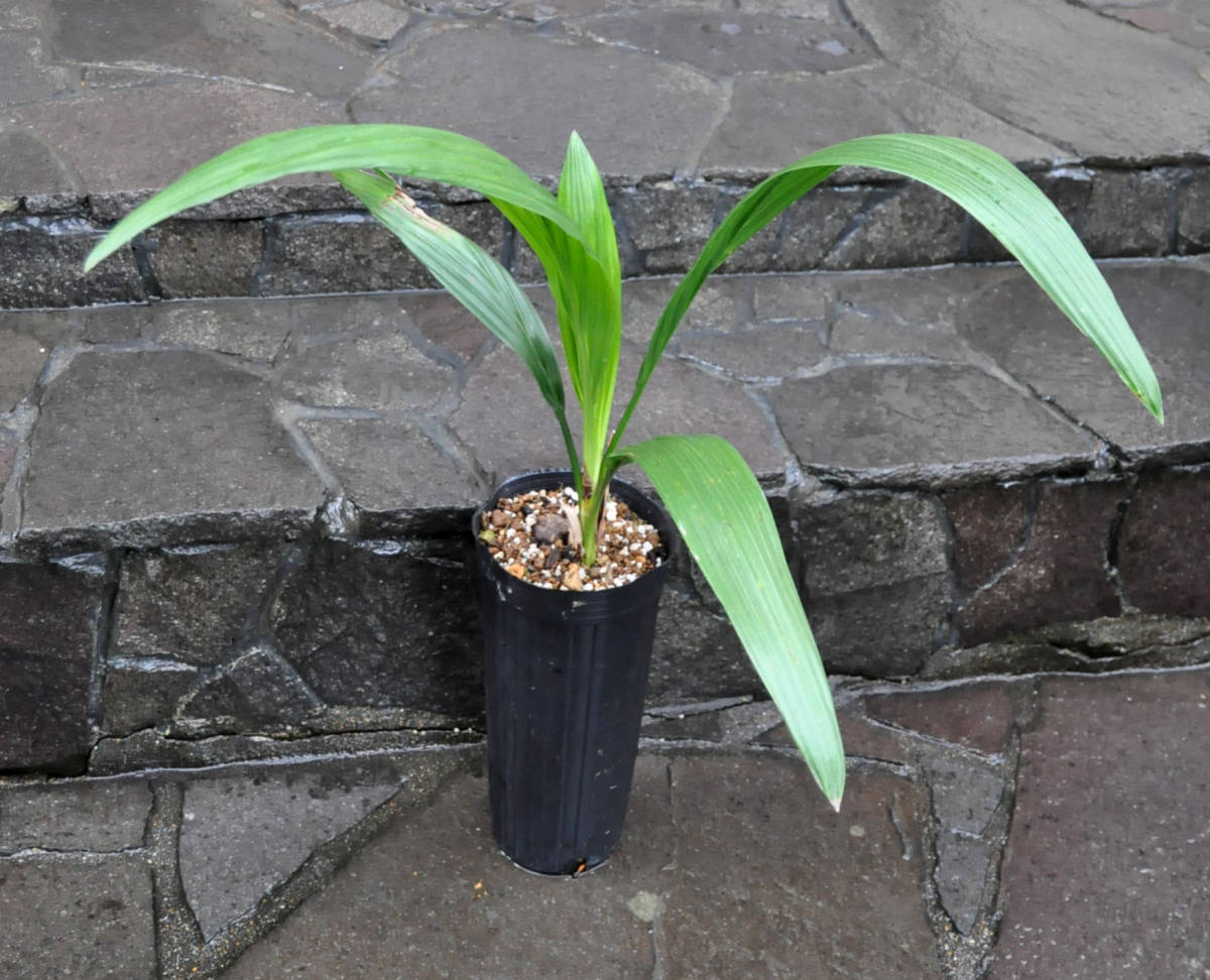 アフリカチリヤシ（Jubaeopsis caffra）Pondoland Palm（ポンドランドパーム）　送料無料_画像2