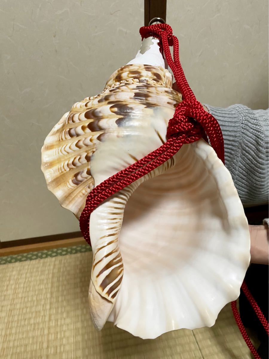 修験道法螺貝 山伏 密教 魔除け 熊よけ❣️ほら貝 ホラガイ