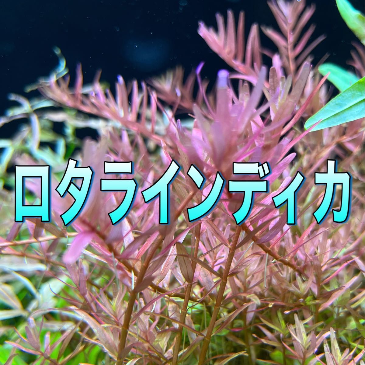 あなたにおすすめの商品 水草 ロタラミックス4種 20本 ヘアーグラス