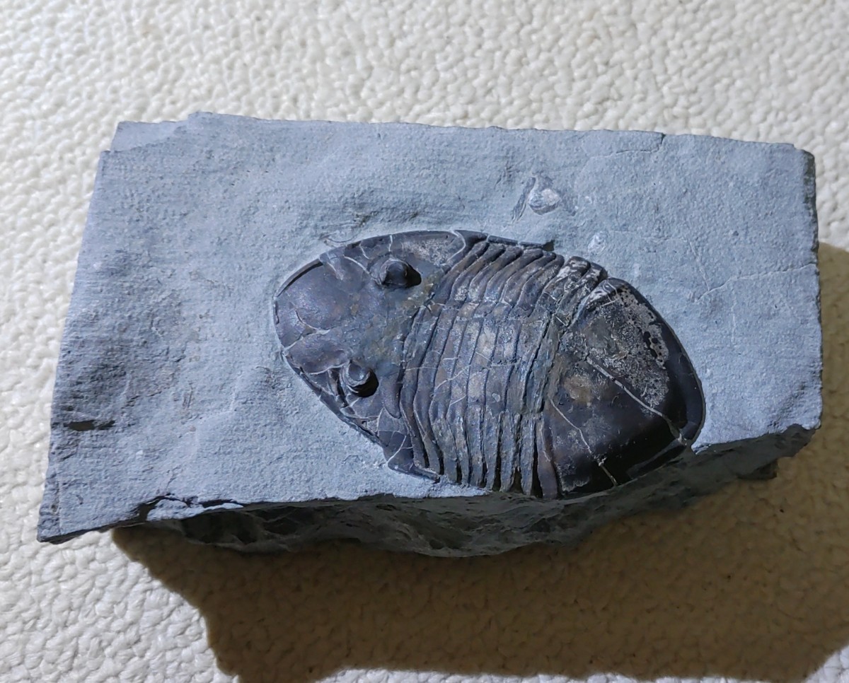 三葉虫　化石　イソテルス　古生物　カナダ産　原石