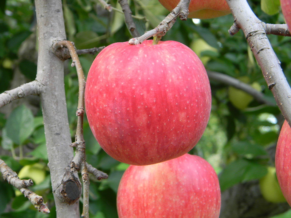りんごジュース 6本 果汁100％  王林とジョナゴールドのブレンド ラベル無 2の画像3