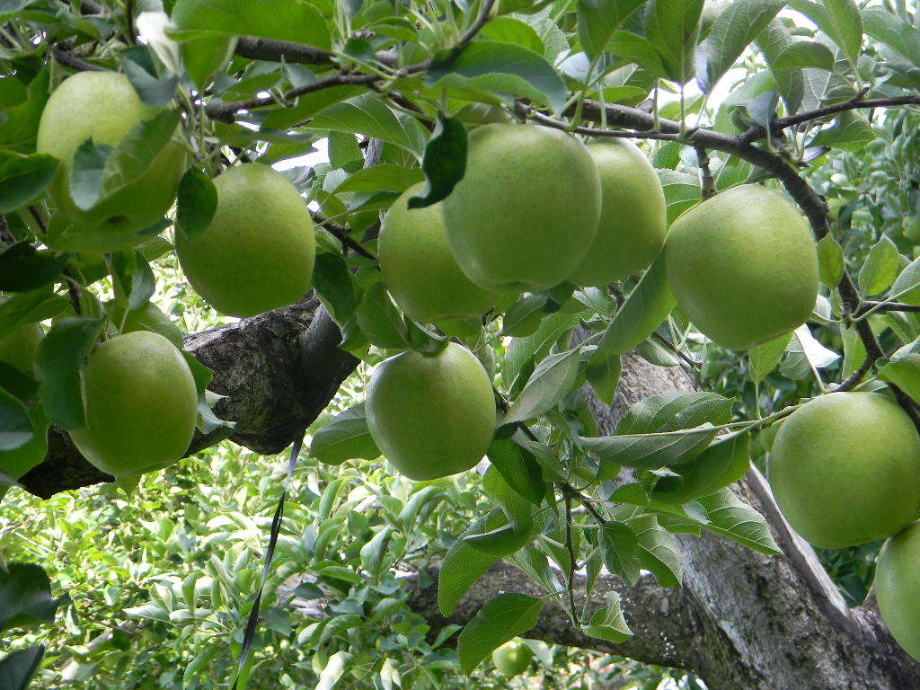 りんごジュース 6本 果汁100％  王林とジョナゴールドのブレンド ラベル無 2の画像6