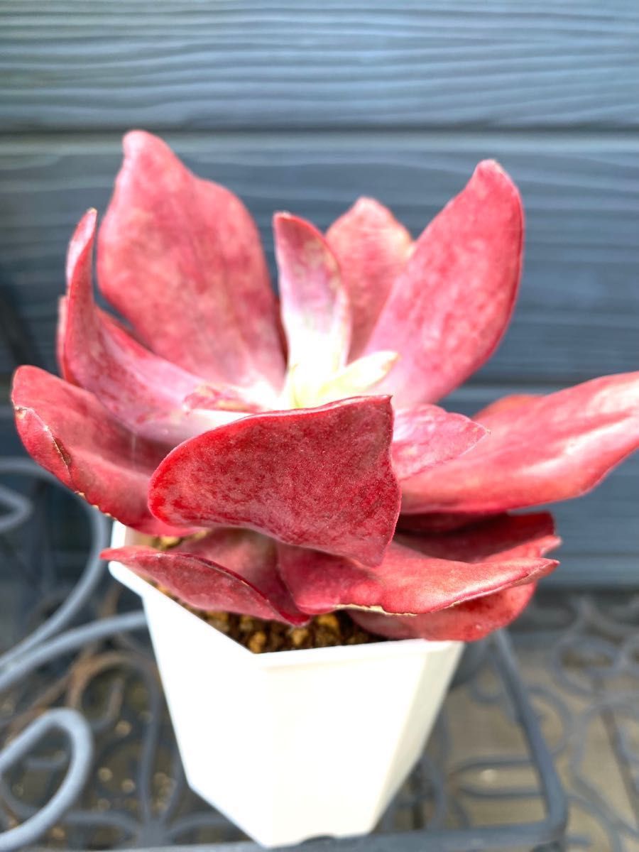 ダイヤモンドステート錦 多肉植物 錦 韓国 レッド エケベリア ダイヤモンドステート錦 多肉植物 錦 韓国 レッド エケベリア