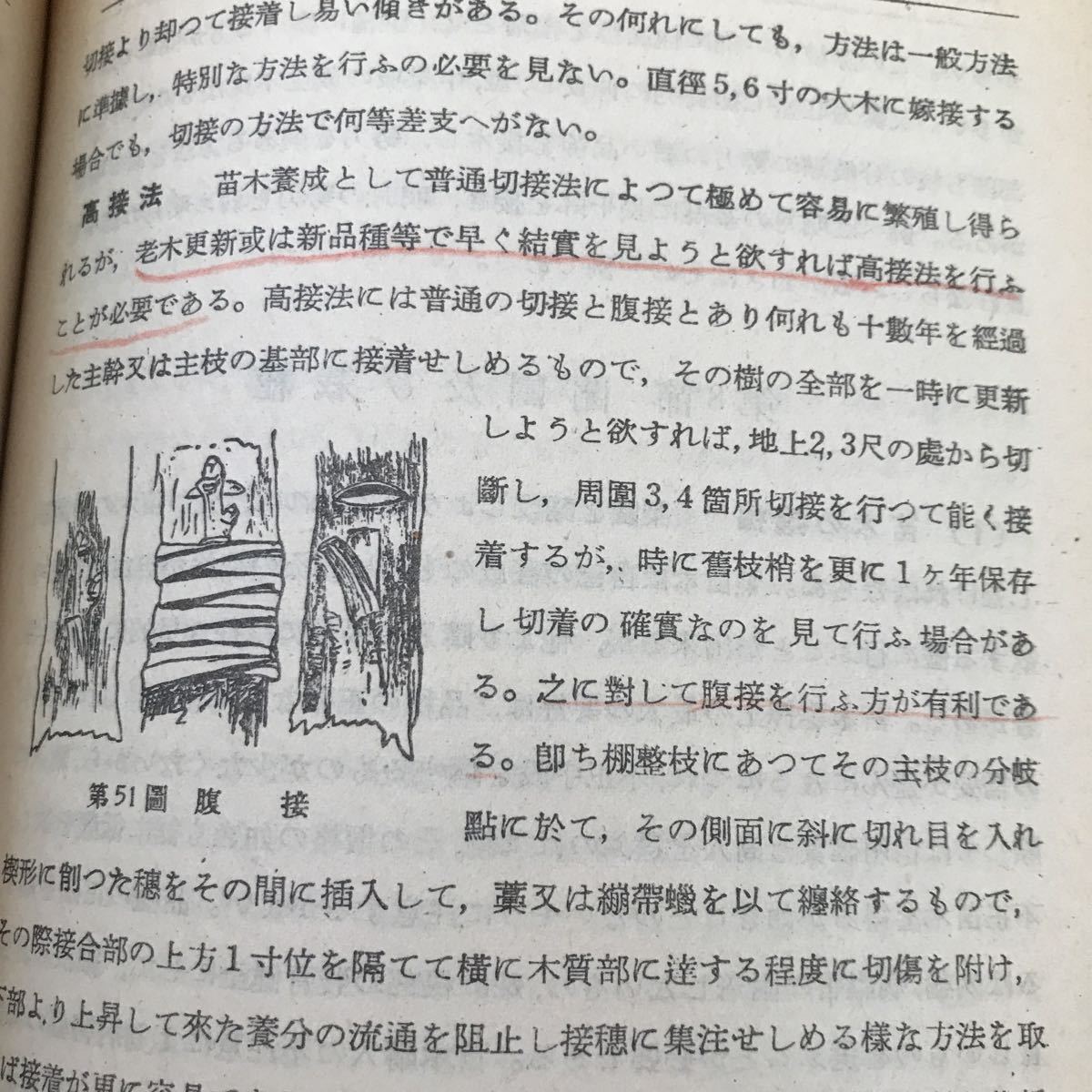 J07-018 實驗 果樹栽培講義 富樫常治著 株式会社養賢堂版 カバーに破れ、書籍に印、線引き、書き込み等あり_画像6