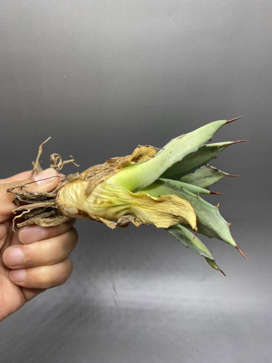 S529-5 Agave parryi variegated アガベ パリー ベアリアゲイティドの画像4