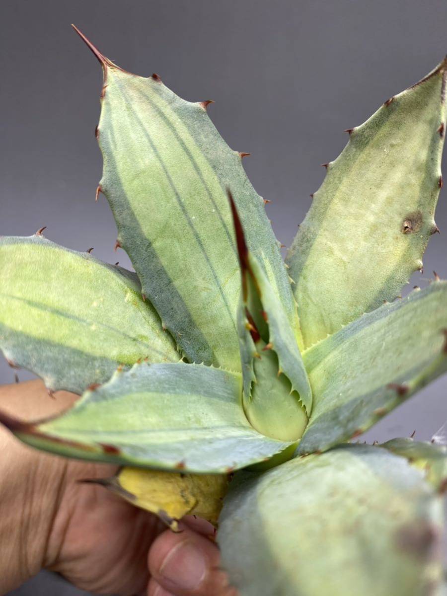 S529-5 Agave parryi variegated アガベ パリー ベアリアゲイティドの画像9