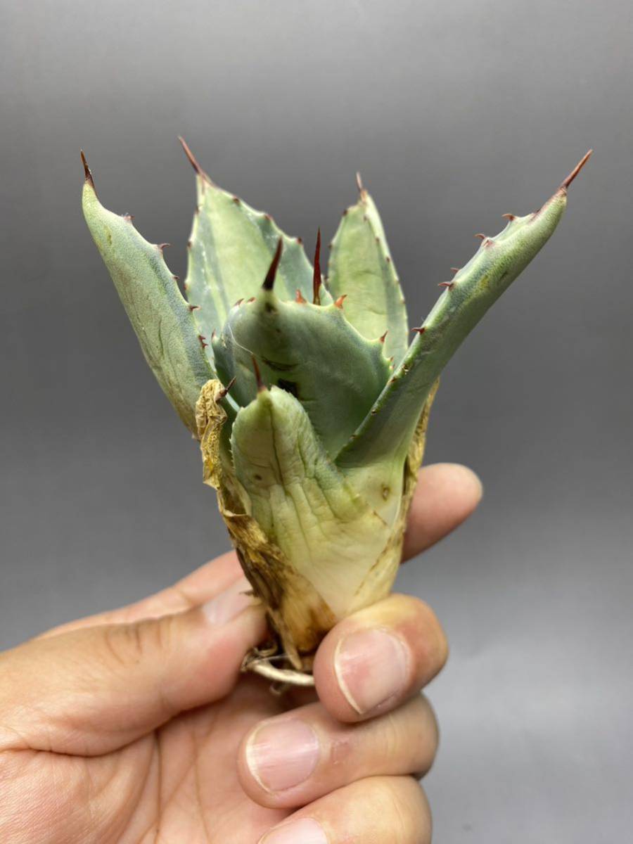 S529-7 Agave parryi variegated アガベ パリー ベアリアゲイティドの画像2