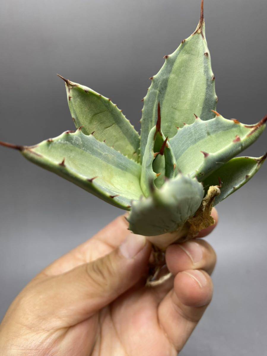 S529-7 Agave parryi variegated アガベ パリー ベアリアゲイティドの画像8