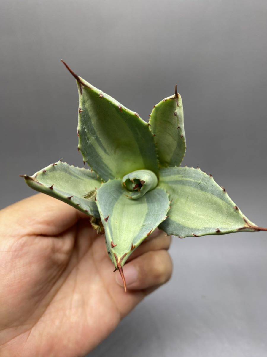 S529-7 Agave parryi variegated アガベ パリー ベアリアゲイティドの画像3