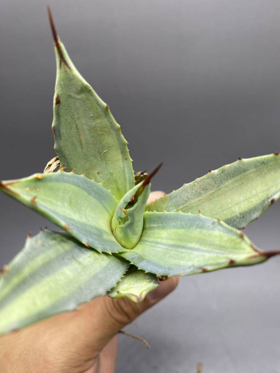 S529-8 Agave parryi variegated アガベ パリー ベアリアゲイティドの画像9