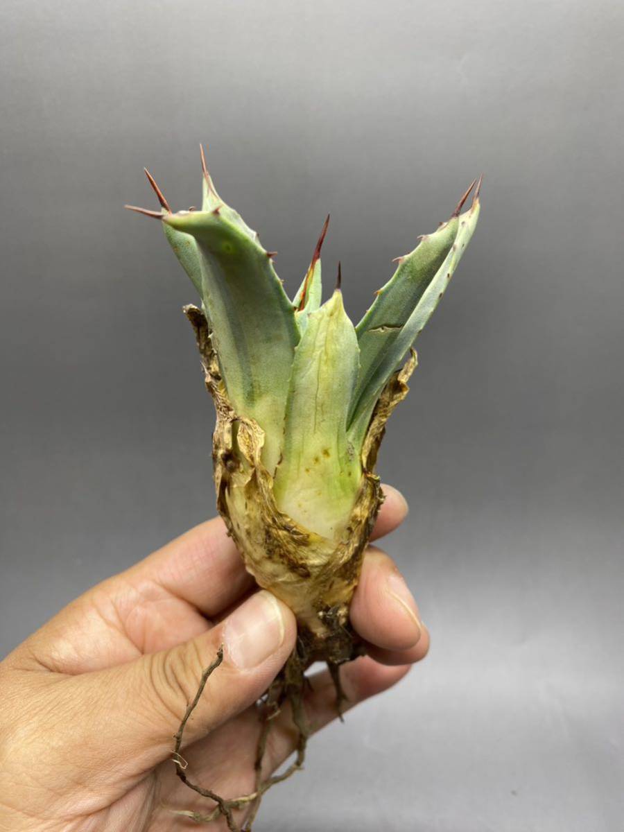 S529-8 Agave parryi variegated アガベ パリー ベアリアゲイティドの画像2