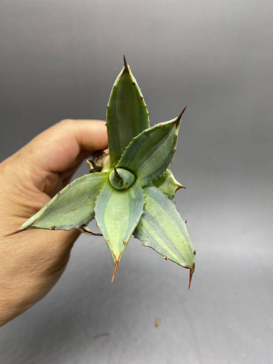 S529-8 Agave parryi variegated アガベ パリー ベアリアゲイティドの画像3