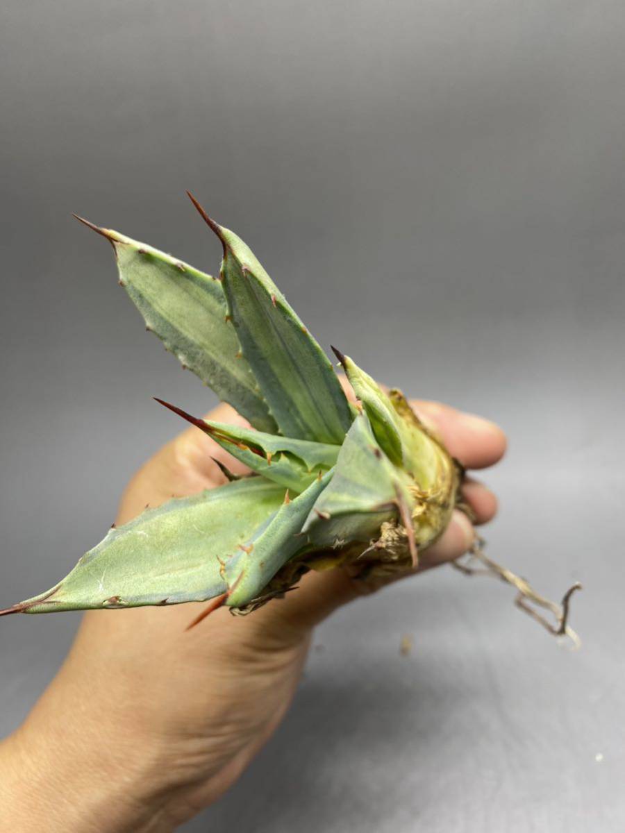 S529-8 Agave parryi variegated アガベ パリー ベアリアゲイティドの画像6