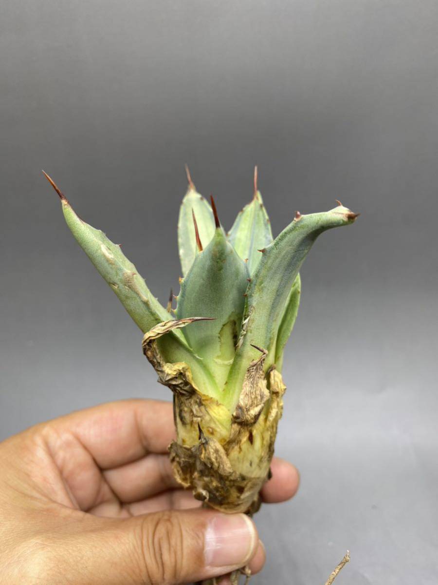 S529-8 Agave parryi variegated アガベ パリー ベアリアゲイティドの画像7