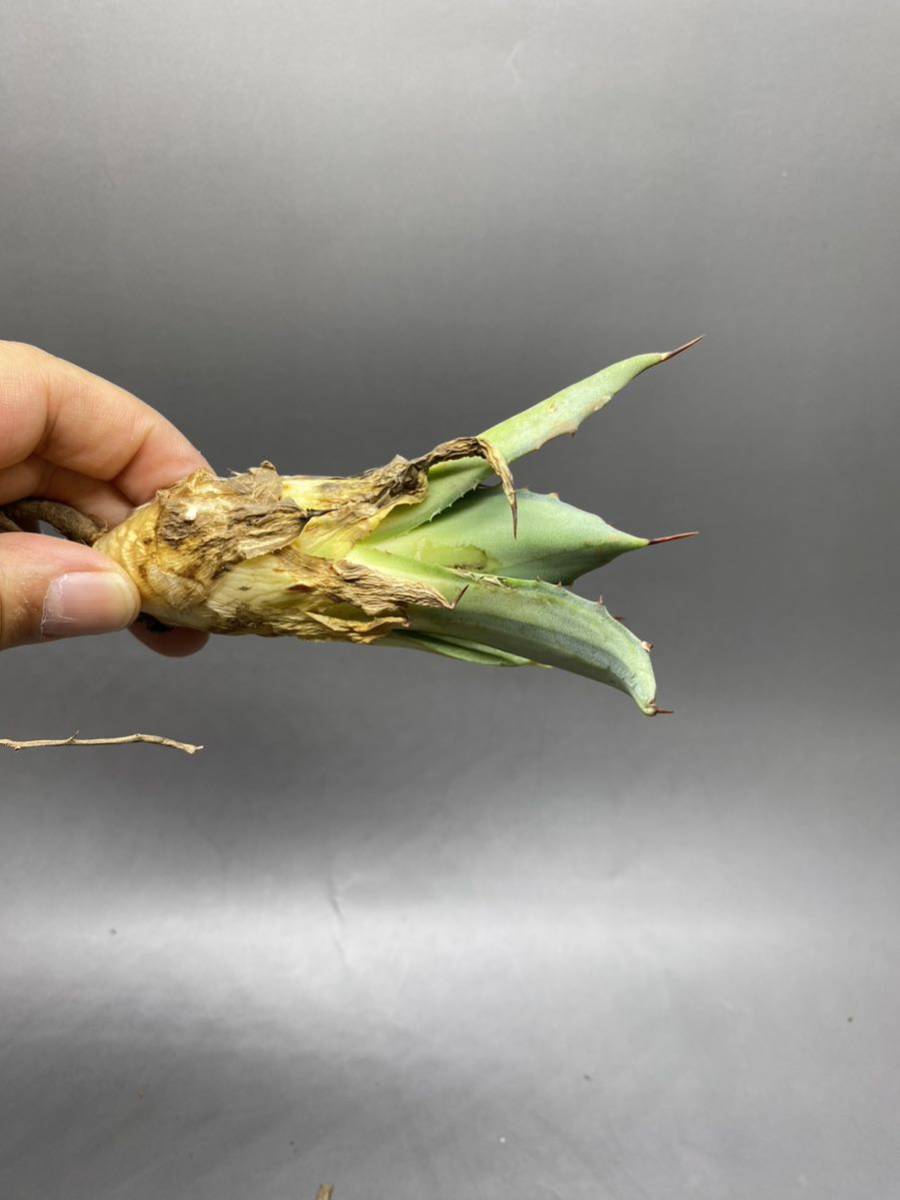 S529-8 Agave parryi variegated アガベ パリー ベアリアゲイティドの画像4