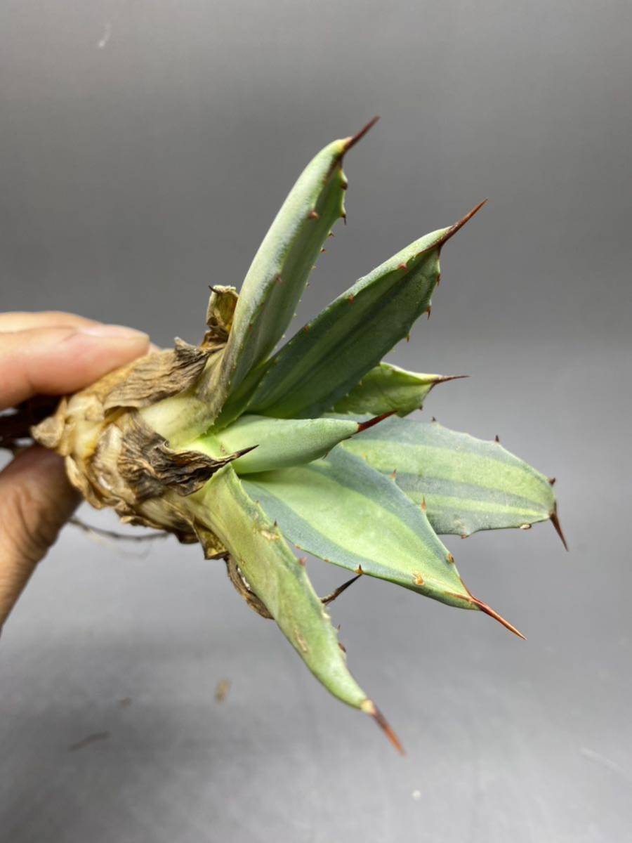 S529-8 Agave parryi variegated アガベ パリー ベアリアゲイティドの画像5
