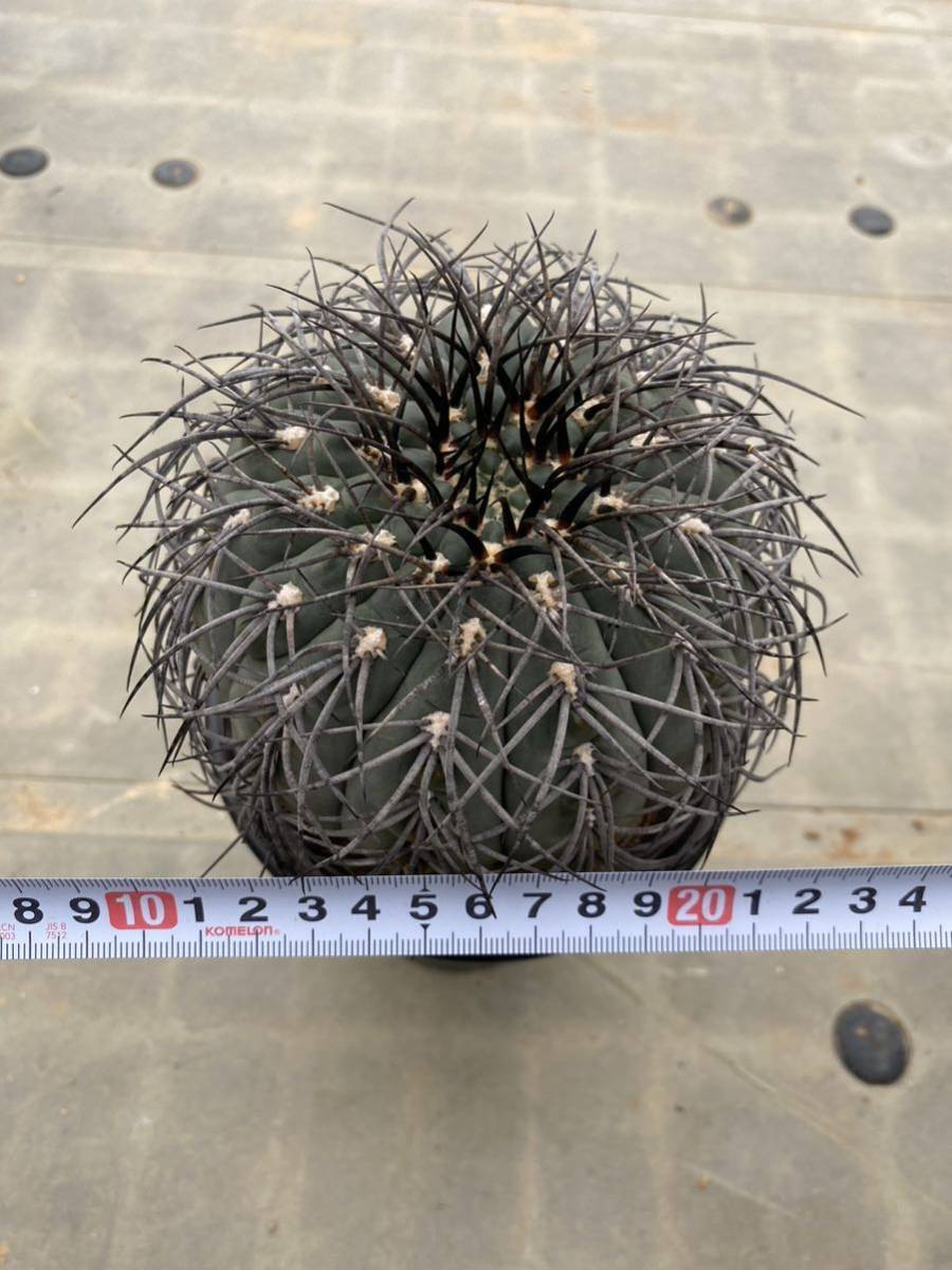 ギムノカリキウム 黒刺天平丸 実生 特大美株 ギムノカリキウム 黒刺天平丸 実生 特大美株