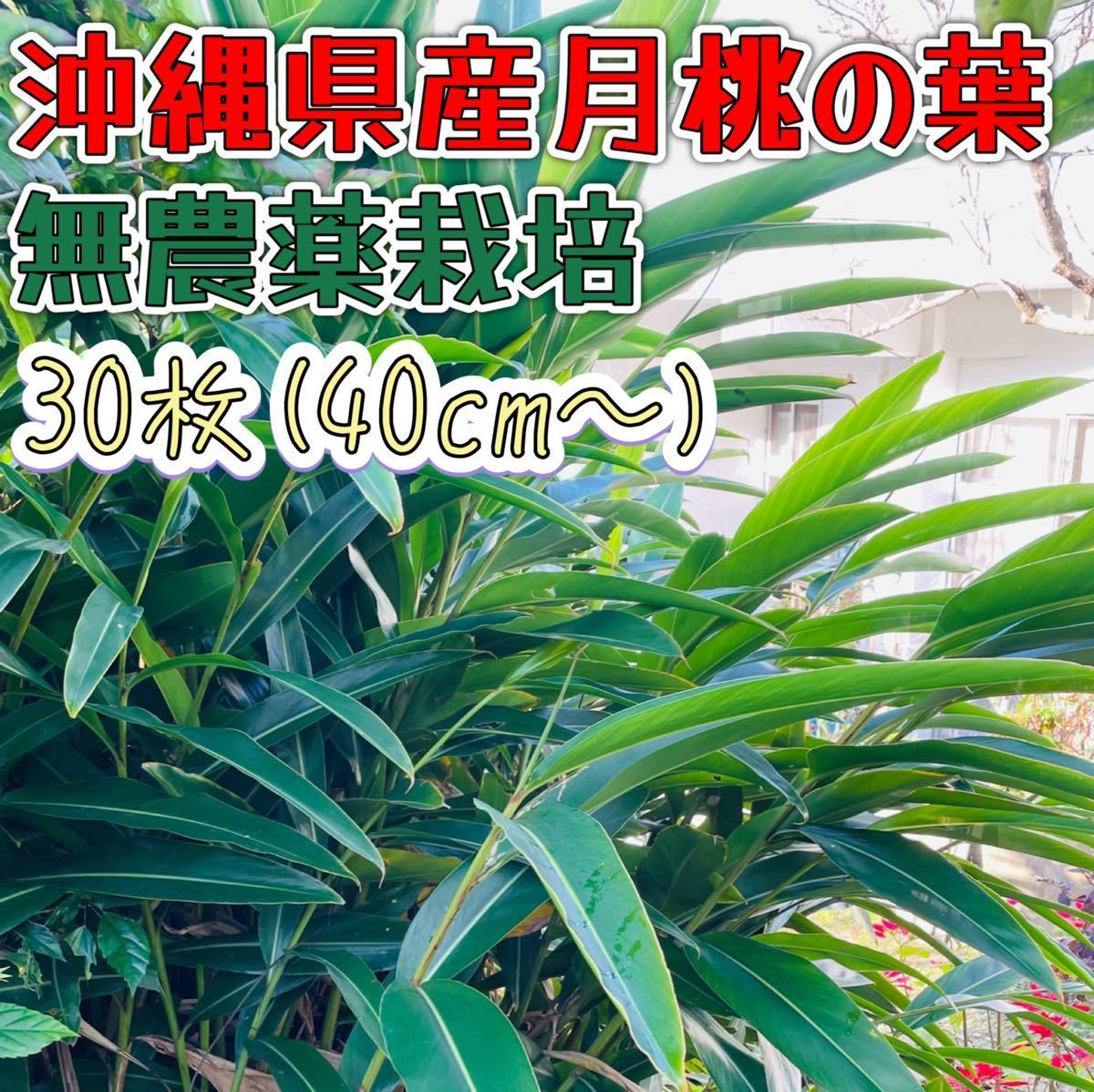 月桃の葉30枚(40cm〜)