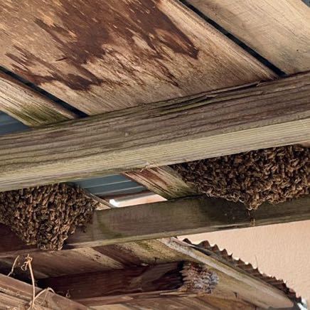 日本蜜蜂　分蜂群　重箱式巣箱付　長野県上田市現地引取限定になります。