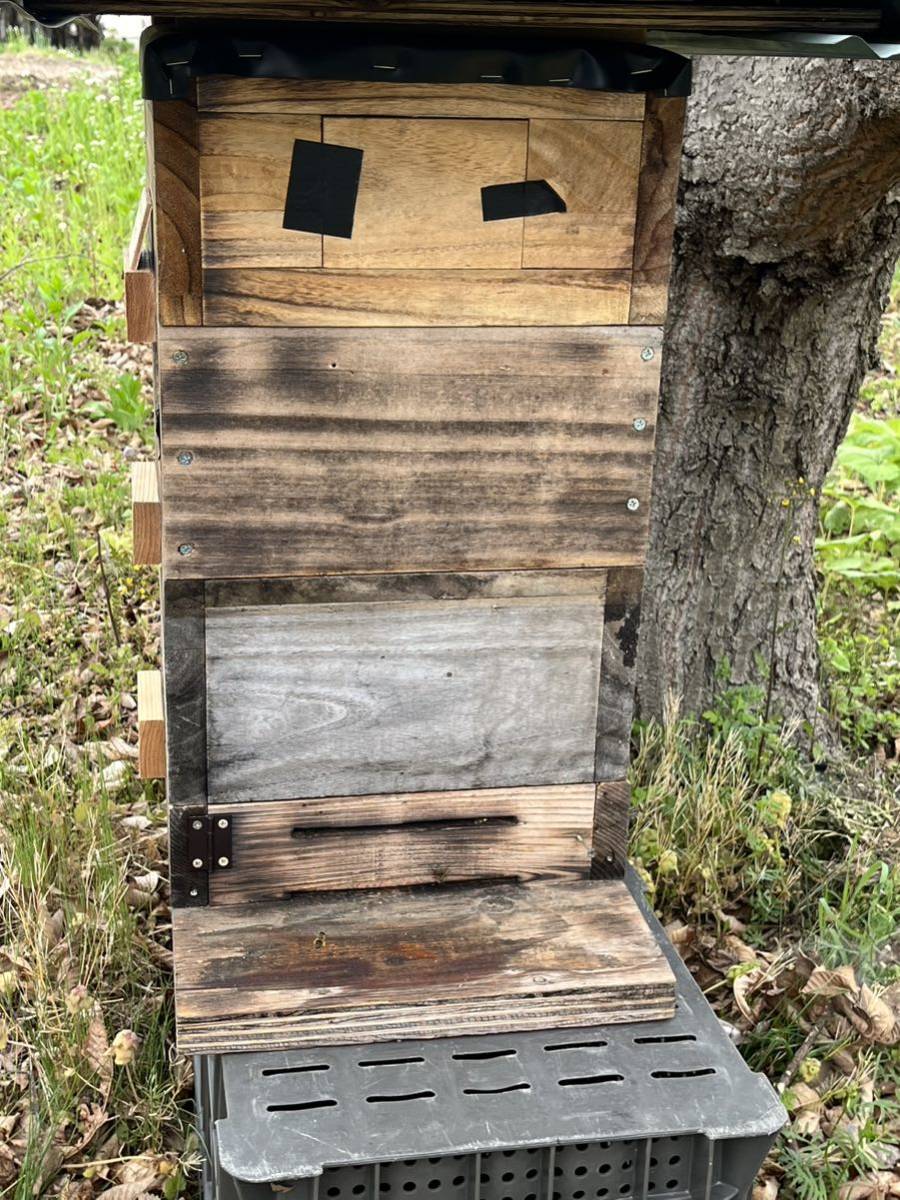 日本蜜蜂　分蜂群　重箱式巣箱付　長野県上田市現地引取限定になります。 3